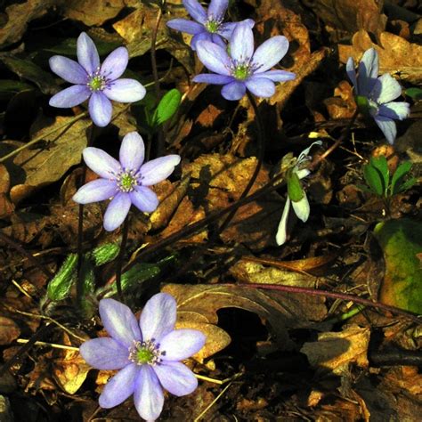 Przylaszczka pospolita Hepatica nobilis opis wygląd wymagania