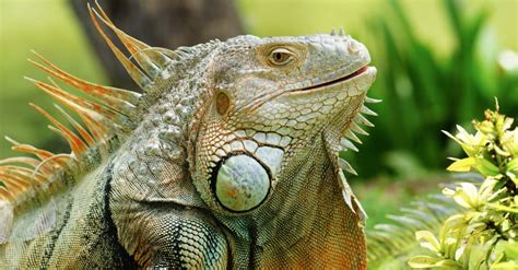 Iguana Animal Facts Az Animals