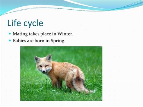 Red Fox Life Cycle Facts