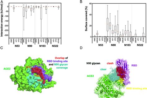 Interaction Of Ace2 Glycans With Rbd Binding Site A Interaction