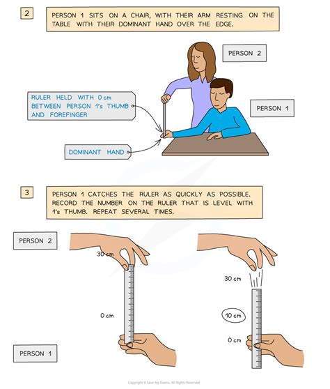 The Reflex Arc Ocr Gateway Gcse Biology Revision Notes 2018