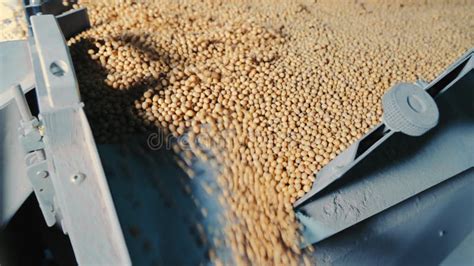 Industrial Processing Of Soybeans Cleaning For Further Storage Of