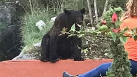 Video Captan A Oso Deambulando Por Facultad De Comunicaci N En