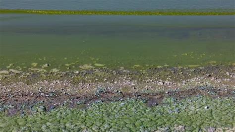 Alerta Roja Por Cianobacterias En Lagunas De Buenos Aires Y Neuqu N