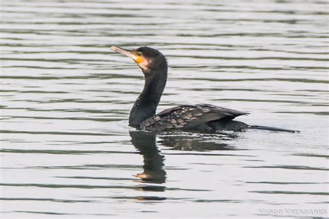 Corvo Marinho De Faces Brancas Great Cormorant Phalacroc Flickr