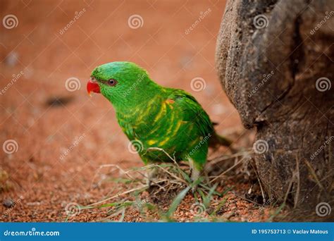 Portrait Of Scaly Breasted Lorikeet Trichoglossus Chlorolepidotus