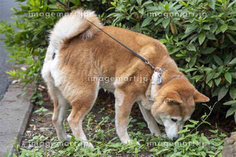 散歩中の柴犬の写真素材 257333628 イメージマート