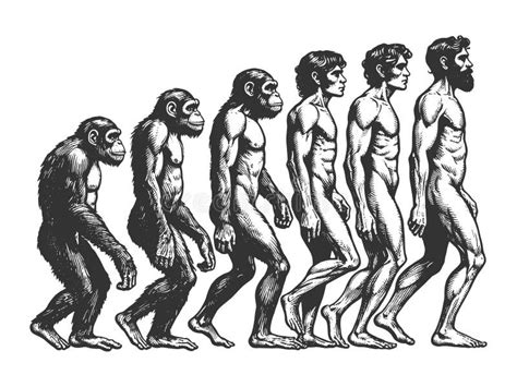 Evolution Man from Ape To Human Engraving Vector Stock Illustration ...