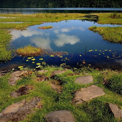 Premium Photo Reflection Of Trees In Pond