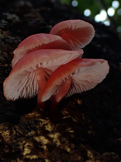 Mycena Roseilignicola Corner