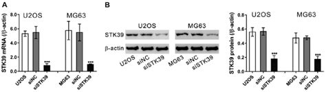 Knockdown Of Stk39 Expression By Sirna Transfection U2os And Mg63