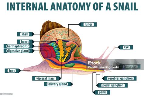 Detailed Diagram Of A Snails Internal Organs Stock Illustration