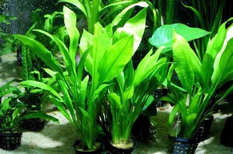 ЭХИНОДОРУС БЛЕХЕРА (Echinodorus bleheri) » Домашний аквариум