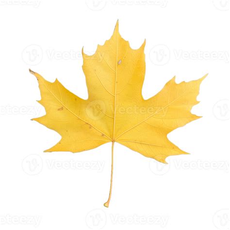 bright yellow autumn maple leaf  transparent background  png