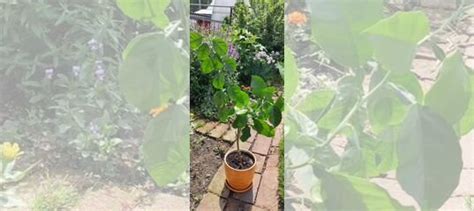 Мандариновое дерево купить в Томске | Товары для дома и дачи | Авито