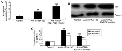 Anti MicroRNA 132 Causes Sevofluraneinduced Neuronal Apoptosis Via The