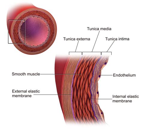 Anatomy Of Blood Vessel Diagram Quizlet