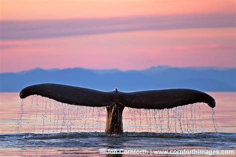 Humpback Whale Tail 116 Photo, Picture, Print | Cornforth Images