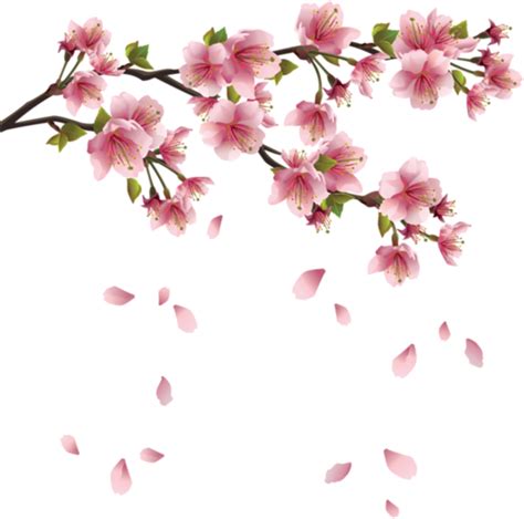 Cherry Blossom Tree Png Hd Transparent Cherry Blossom Tree Hdpng Images