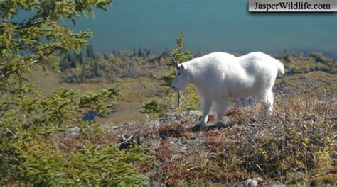 Jasper Wildlife Tours