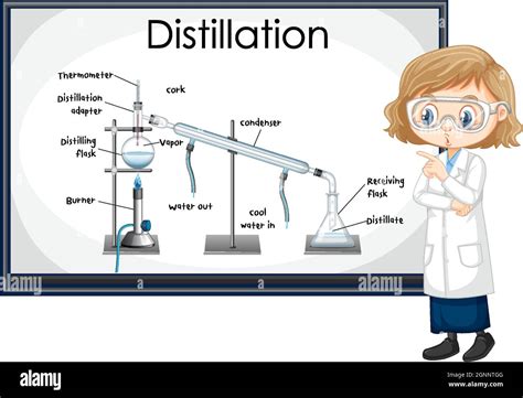 Distillation process diagram for education with scientist character illustration Stock Vector ...