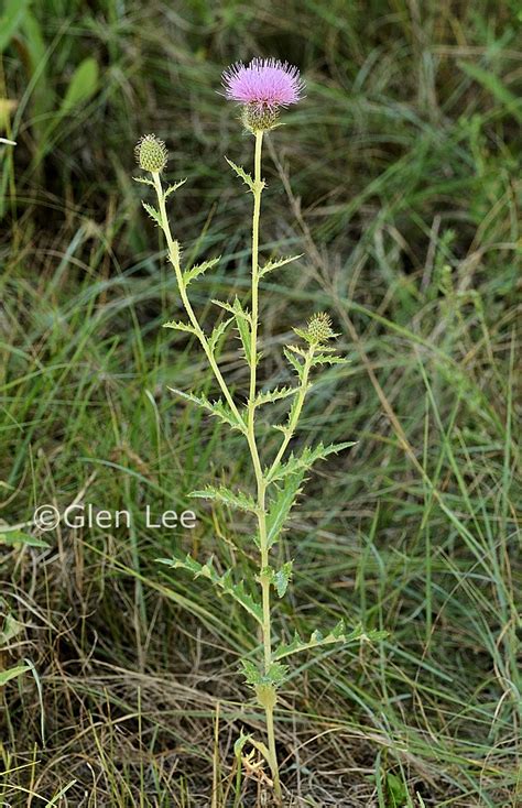 Cirsium Flodmanii Photos Saskatchewan Wildflowers