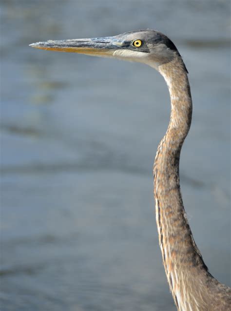 Great Blue Heron Free Stock Photo - Public Domain Pictures