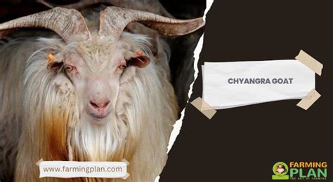 Chyangra Goat: Farming Business From Home - Farming Plan