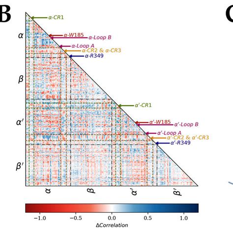 Three Dimensional Representations Of Wild Type Wt Human Pyruvate