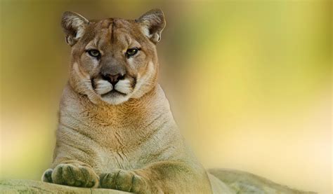 animals, Pumas Wallpapers HD / Desktop and Mobile Backgrounds