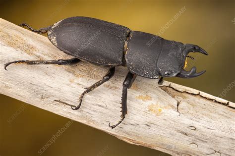 Lesser stag beetle - Stock Image - F032/6169 - Science Photo Library