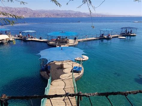 Dolphin Reef Eilat 2020 All You Need To Know Before You Go With