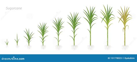 Crop Stages Of Sugarcane Growing Sugar Cane Plant Used For Sugar Production Vector