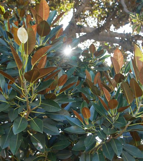 Tree Stories Moreton Bay Fig Latin America Rain Bird