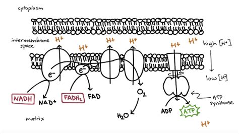 What Happens During Oxidative Phosphorylation