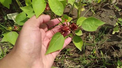 Growing Gongura Roselle Pulicha Keerai Youtube