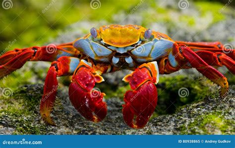 Red Crab Sitting On The Rocks The Galapagos Islands Pacific Ocean