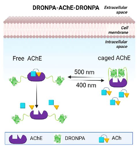 Optogentic Control Of Acetylcholinesterase Ache Activity Of Ache