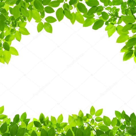 Green leaves border on white background Stock Photo by ©tanatat 53344805