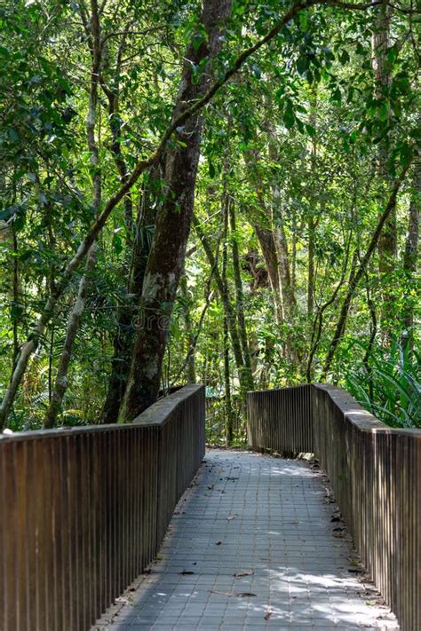 A Path In Mossman Gorge Cultural Centre The World S Oldest Rainforest