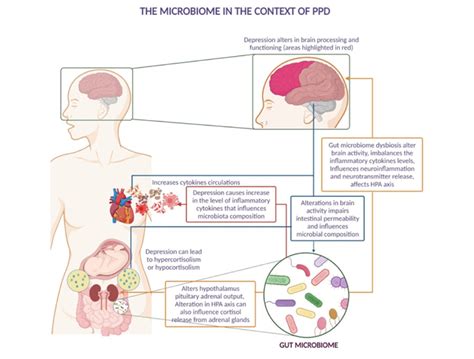 Illustrated Inter Relation Between Gut Microbes And The Impact Of Gut Download Scientific