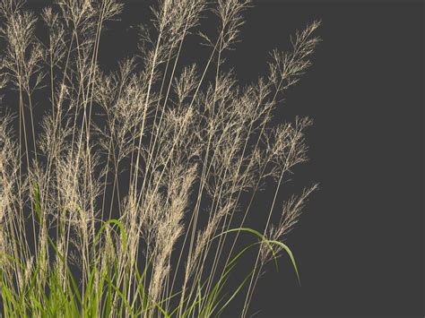 Calamagrostis Arundinacea Reed Grass 3d Model By 3dgardenplants