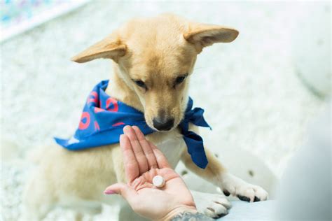 Verminoses colocam a saúde dos pets em risco SB24HORAS