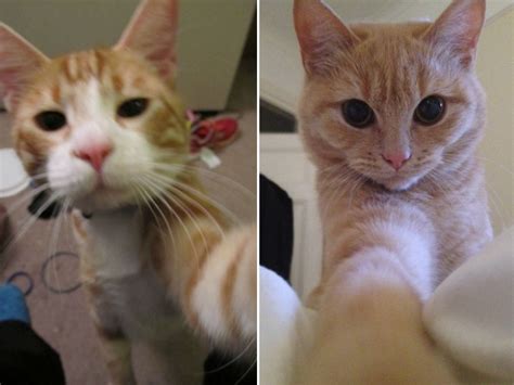 Cats Taking Selfies 21 Pics