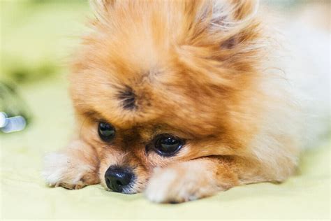 Sex Mit Hund Sodomistin Nach Strafanzeige Von PETA Verurteilt