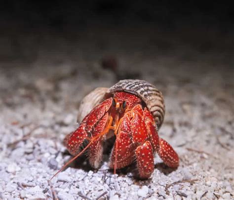 Strawberry Hermit Crab – Detailed Guide: Care, Diet, and Breeding ...