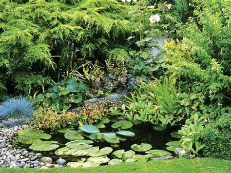 Plante de bassin 19 idées pour décorer votre petite oasis