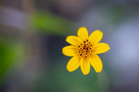 Yellow Flower Free Stock Cc Photo Stocksnap Io