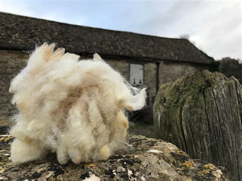 Raw Fleece Sheep Wool Unwashed, Poll Dorset Folk, 200g British - Etsy UK