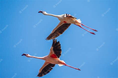 Premium Photo | Flamingos in flight